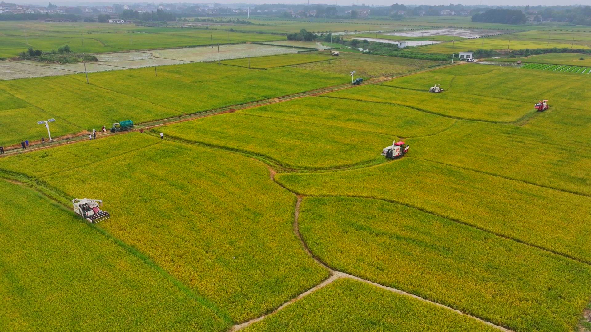 數(shù)臺收割機(jī)同時作業(yè)。常德市鼎城區(qū)融媒體中心供圖