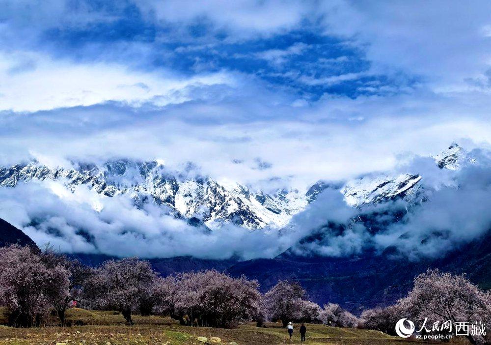 雪山下的桃花。人民網(wǎng) 李海霞攝