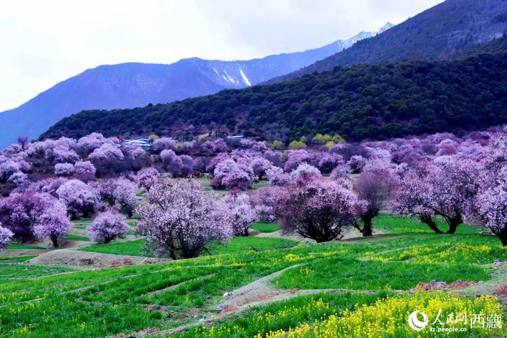 一樹樹野桃花開得正艷。人民網(wǎng) 李海霞攝