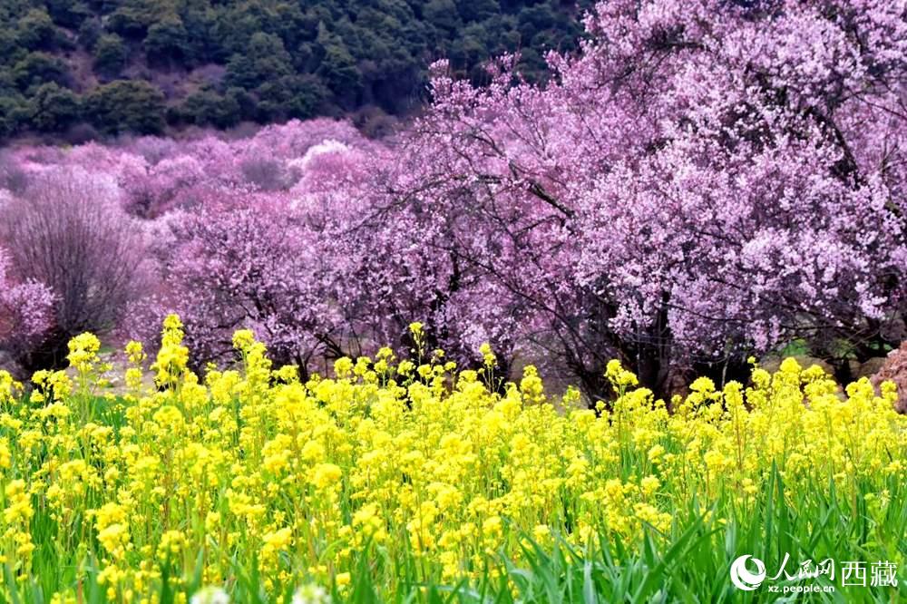 桃花與油菜花交相輝映。人民網(wǎng) 李海霞攝