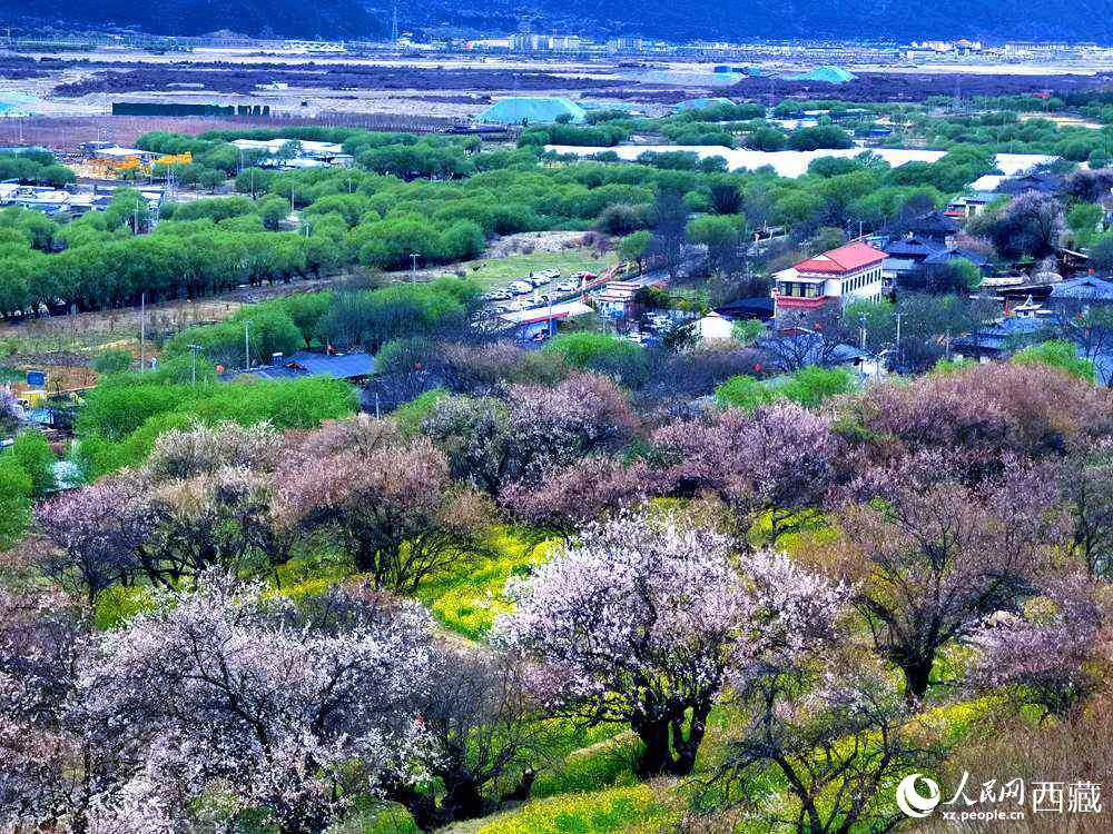 漫山開放的野桃花。人民網(wǎng) 李海霞攝