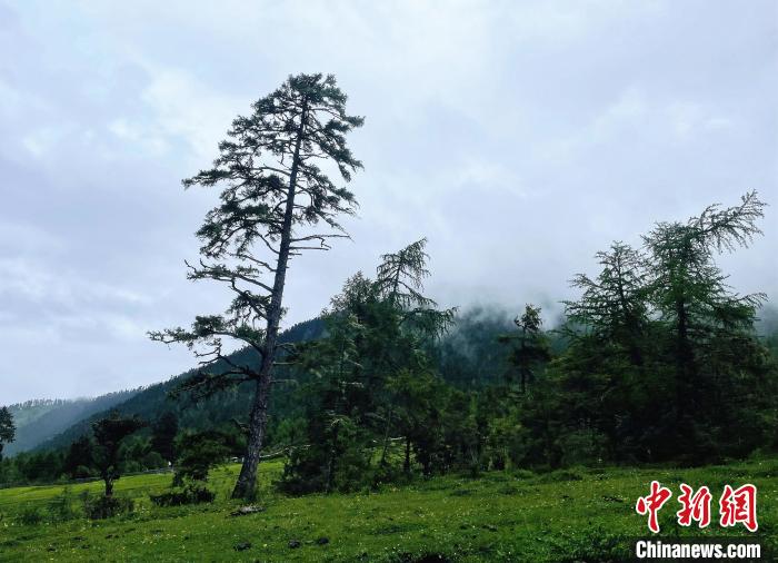 6月10日，魯朗小鎮(zhèn)高山牧場景區(qū)風光?！∪轿木?攝