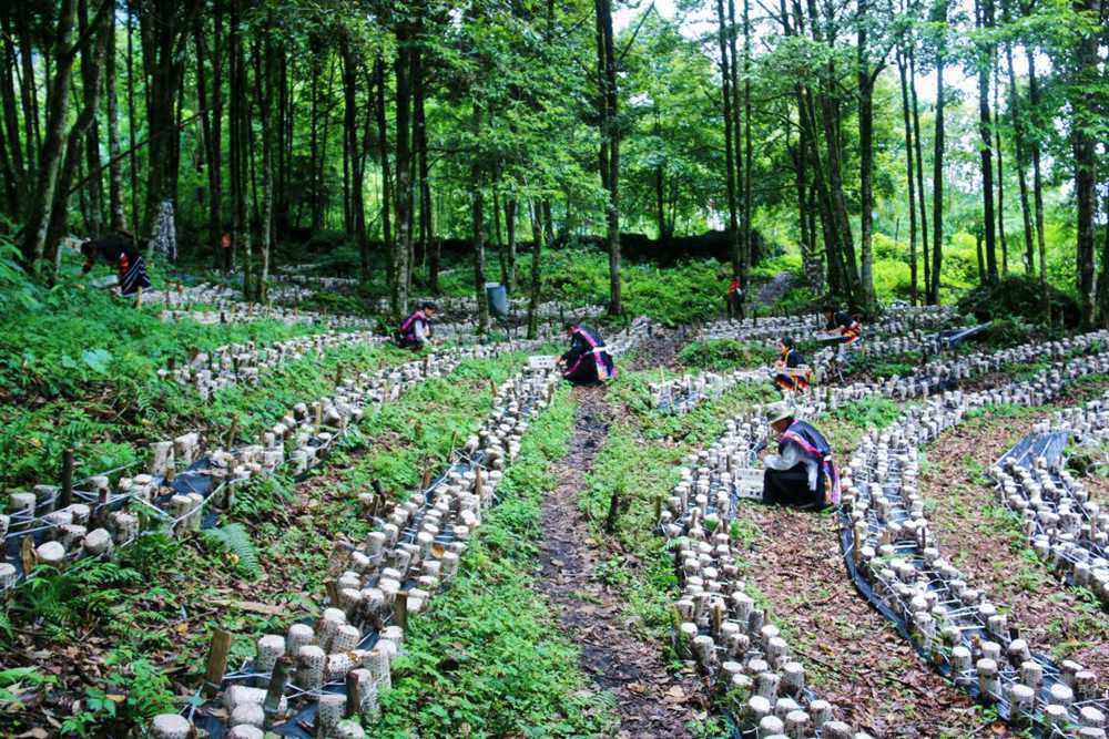 木耳種植基地。次仁央宗攝