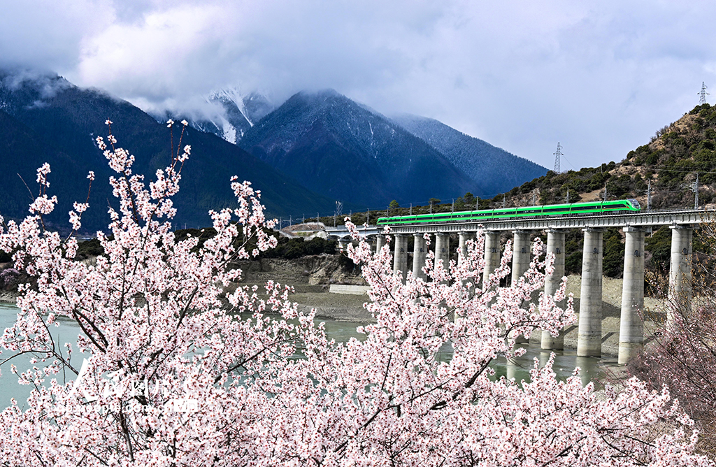 西藏林芝：雪域高原列車穿越花海【3】