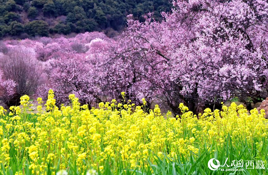 桃花與油菜花勾勒出別樣風景。 人民網(wǎng) 李海霞攝