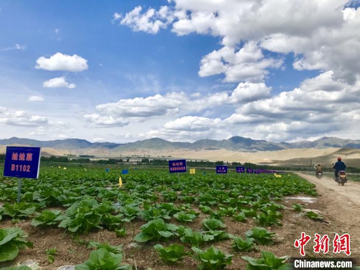 甘肅天?！笆卟私K結地”科技育菜暢外銷：農(nóng)戶駕車下地