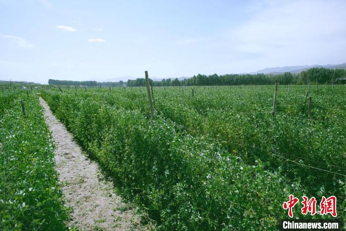 天?？h高原綠色(有機(jī))蔬菜基地種植的食用莢豆?！￡I道華 攝