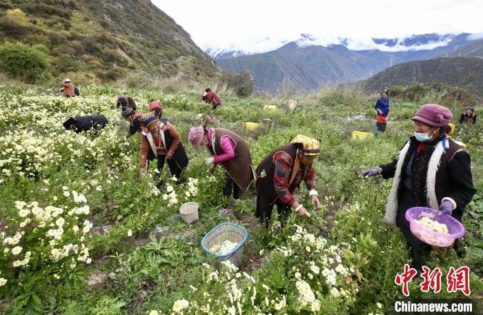 “落戶”黑水的杭白菊。桐鄉(xiāng)市宣傳部提供