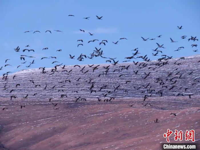 青海玉樹黑頸鶴數(shù)量達(dá)歷史最高峰值