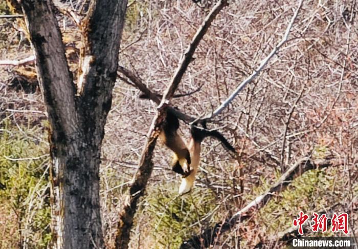 三江源核心區(qū)多次拍攝到黃喉貂活動(dòng)畫(huà)面