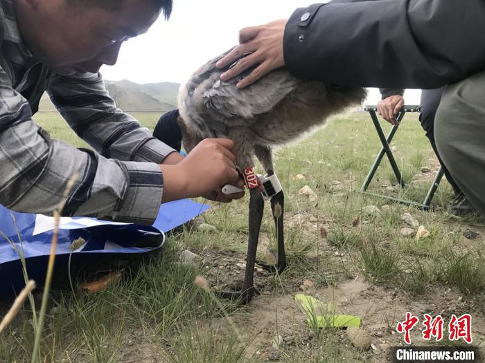 圖為研究人員為黑頸鶴佩戴GPS跟蹤設(shè)備。祁連山國家公園青海省管理局供圖