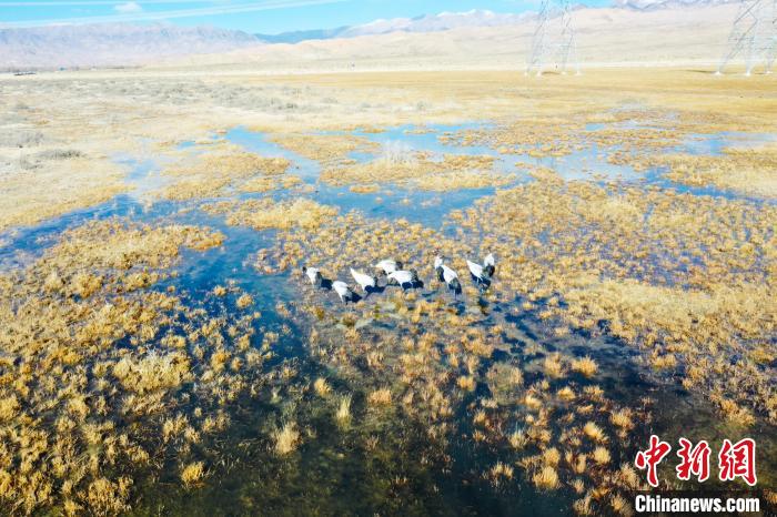 圖為一群黑頸鶴在濕地中央行走。　卡美燕 攝