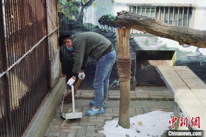 圖為雪豹“奶爸”史壽軍正在打掃豹館衛(wèi)生?！●R銘言 攝