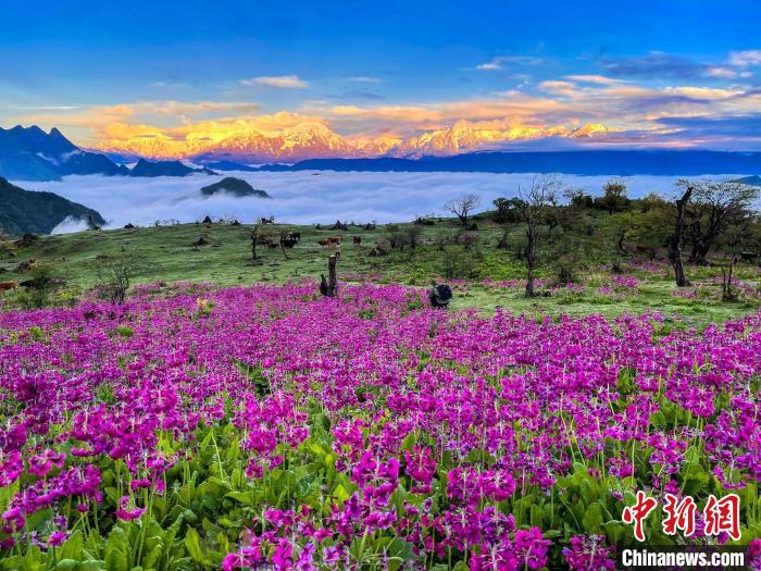 春天的牛背山花海。　游蓉萍 攝