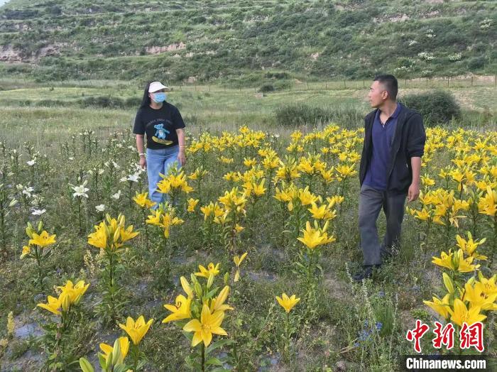 村民采摘百合花?！∪捞量h委宣傳部供圖