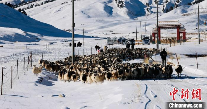 圖為村民在雪地上放牧。　都蘭縣融媒體中心供圖