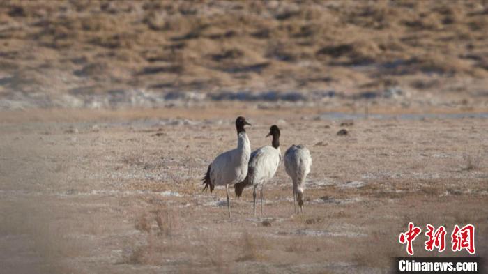 珍稀鳥類黑頸鶴、灰鶴現(xiàn)身青海格爾木