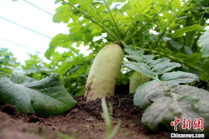 圖為亞東邊檢站“警營(yíng)菜園”喜獲豐收的白蘿卜?！⊥鯑|東 攝