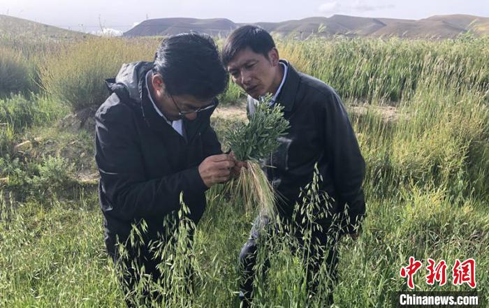 圖為尼瑪扎西(左)在青稞種植地調(diào)研(資料圖)。西藏農(nóng)科院 供圖