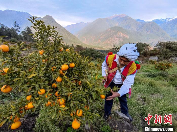 林芝下察隅鎮(zhèn)京都村101畝耙耙柑豐收?！〗w波 攝