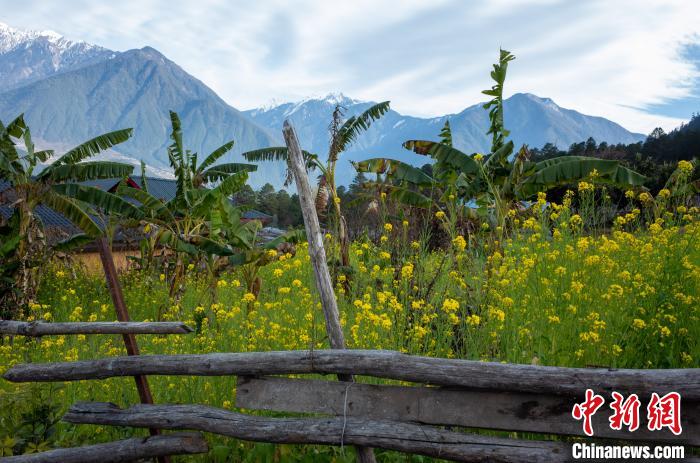 種獼猴桃、耙耙柑西藏林芝下察隅千方百計(jì)為民眾“鼓腰包”