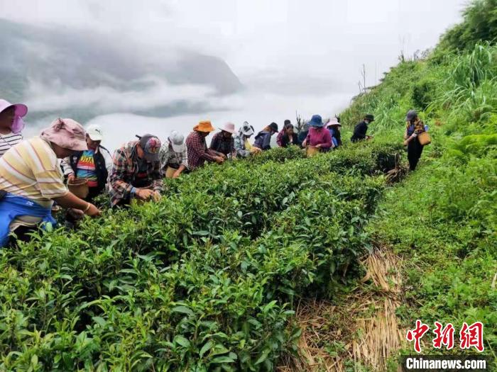 西藏墨脫茶園飄香茶農(nóng)采摘春茶正忙