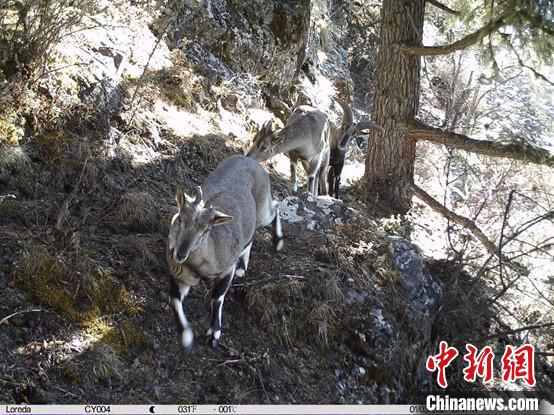 圖為相同位點記錄到的雪豹主要獵物—巖羊?！≈袊茖W院昆明動物研究所提供