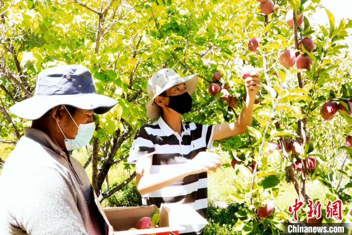 圖為西藏阿里札達(dá)縣底雅鄉(xiāng)村民在自家果園采摘果實?！“⑼?攝