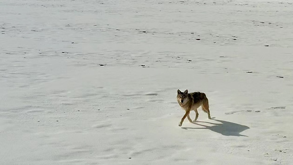 雪地里的阿里“狼”。