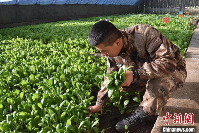 圖為阿里軍分區(qū)某邊防團官兵在溫室摘菜。　陳嘯岳 攝