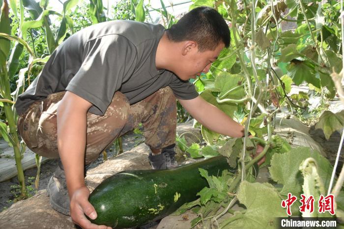 圖為阿里軍分區(qū)某邊防團官兵在溫室摘菜?！￡悋[岳 攝