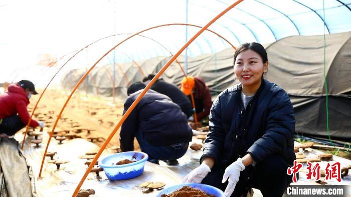 圖為農(nóng)民采收靈芝孢子粉。　鄧巴 攝