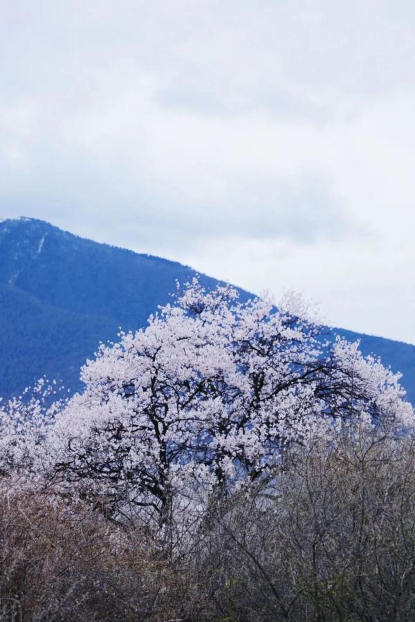 人間桃花源！林芝桃花有多絕？