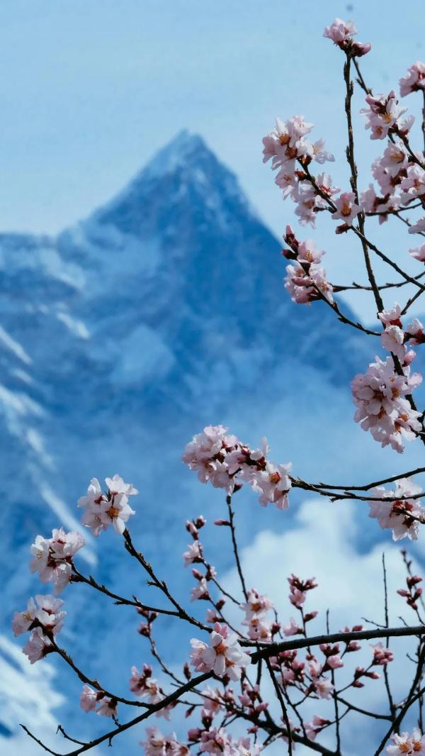 人間桃花源！林芝桃花有多絕？