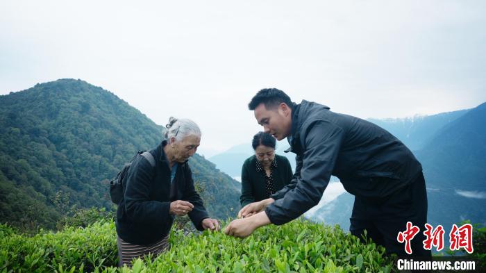 圖為銀發(fā)旅游體驗(yàn)團(tuán)兩位老人體驗(yàn)采茶。　西藏專項(xiàng)旅游協(xié)會供圖