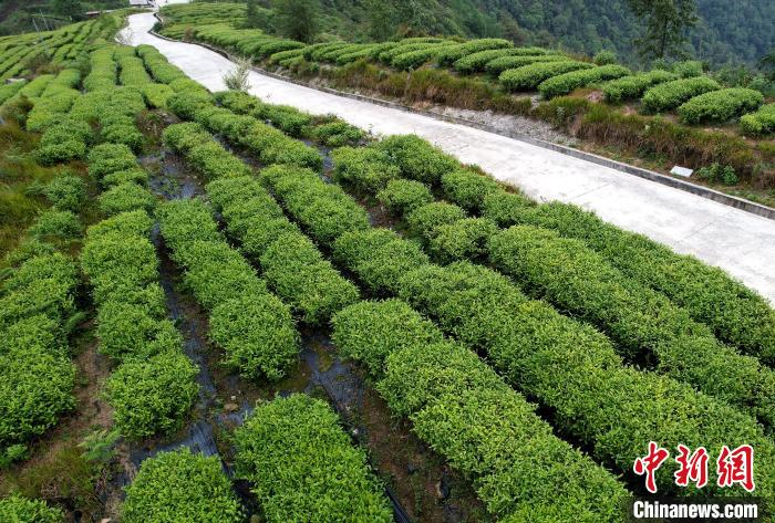 圖為西藏林芝市墨脫縣背崩鄉(xiāng)格林村山頂?shù)木坝^茶園。(無人機照片) 李林 攝