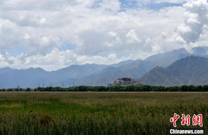 圖為6月22日，西藏拉薩拉魯濕地。　李林 攝