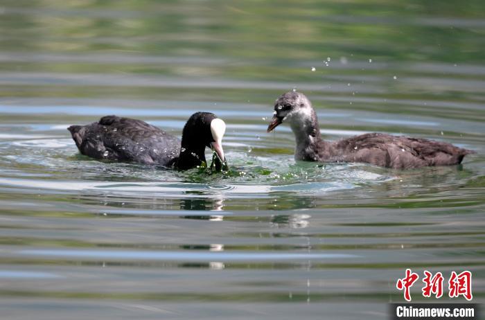 圖為6月22日，棲息在拉魯濕地內(nèi)的古頂雞?！±盍?攝