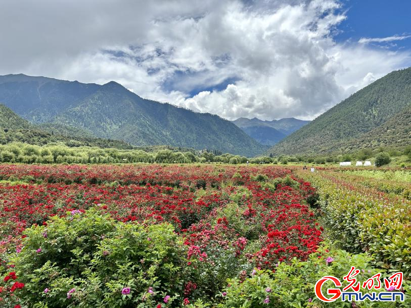 我們的家園丨工布花谷：高原花開香飄全國，產(chǎn)業(yè)經(jīng)濟增收致富