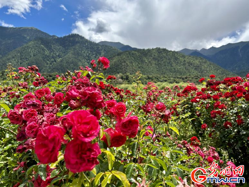 我們的家園丨工布花谷：高原花開香飄全國，產(chǎn)業(yè)經(jīng)濟增收致富