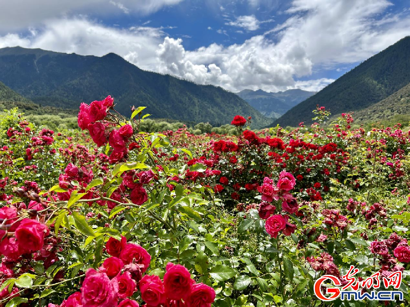 我們的家園丨【組圖】 綠水青山入畫，“金山銀山”筑起