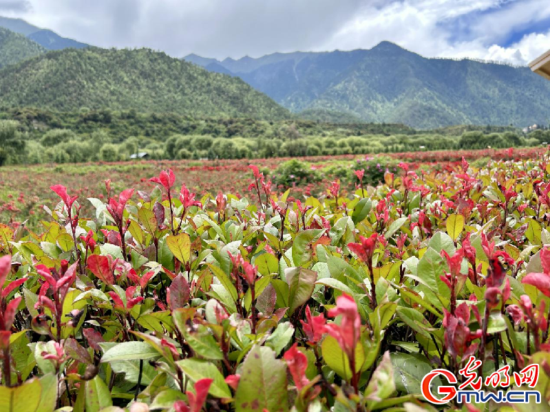 我們的家園丨【組圖】 綠水青山入畫，“金山銀山”筑起