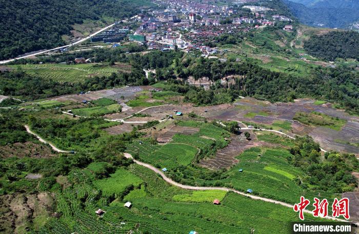 圖為西藏林芝市墨脫縣城附近的茶田。(無人機照片) 李林 攝